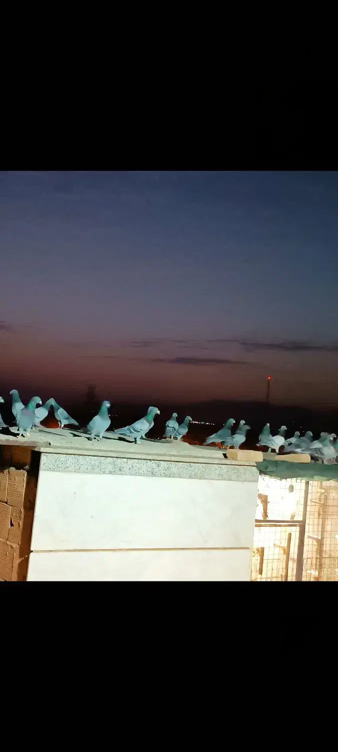 فورس3/8صفرکیلومتر|خودرو سنگین|مشهد, ایثار|دیوار