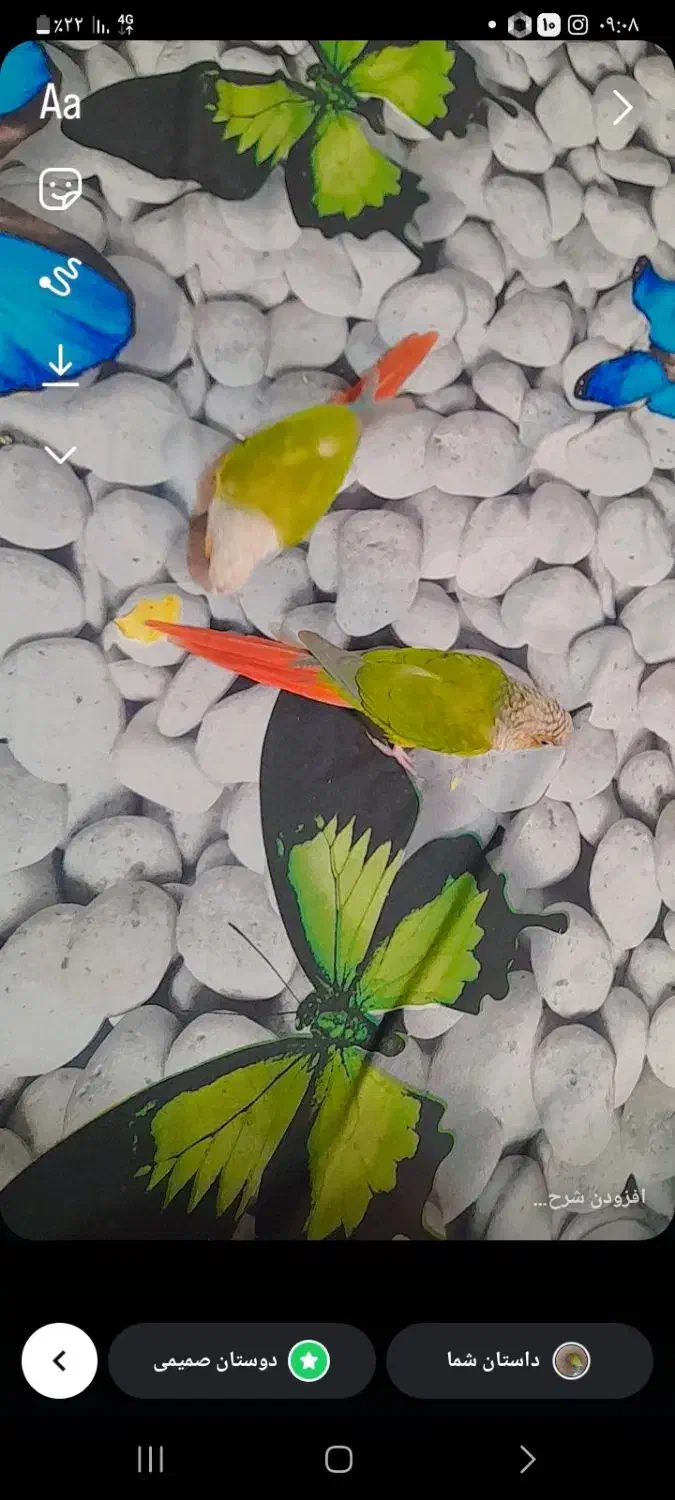 ا تعداد ۵عدد گرینچیک سخنگو و رام آواز خوان  ۱عدد|پرنده|طبس, |دیوار