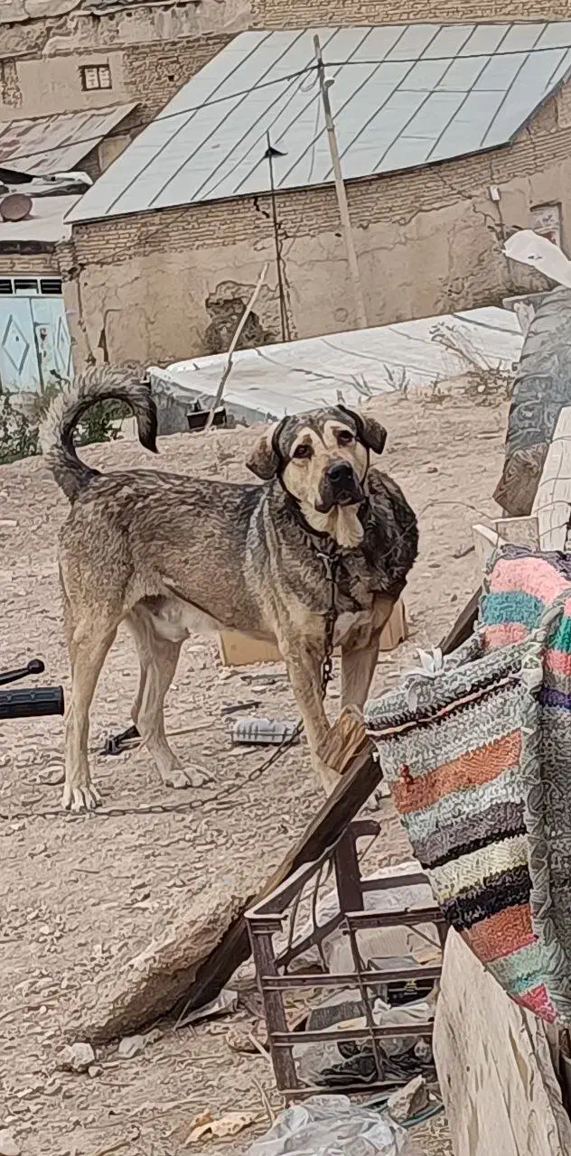 سگ اصیل پژدر نر|سگ|فیروزکوه, |دیوار