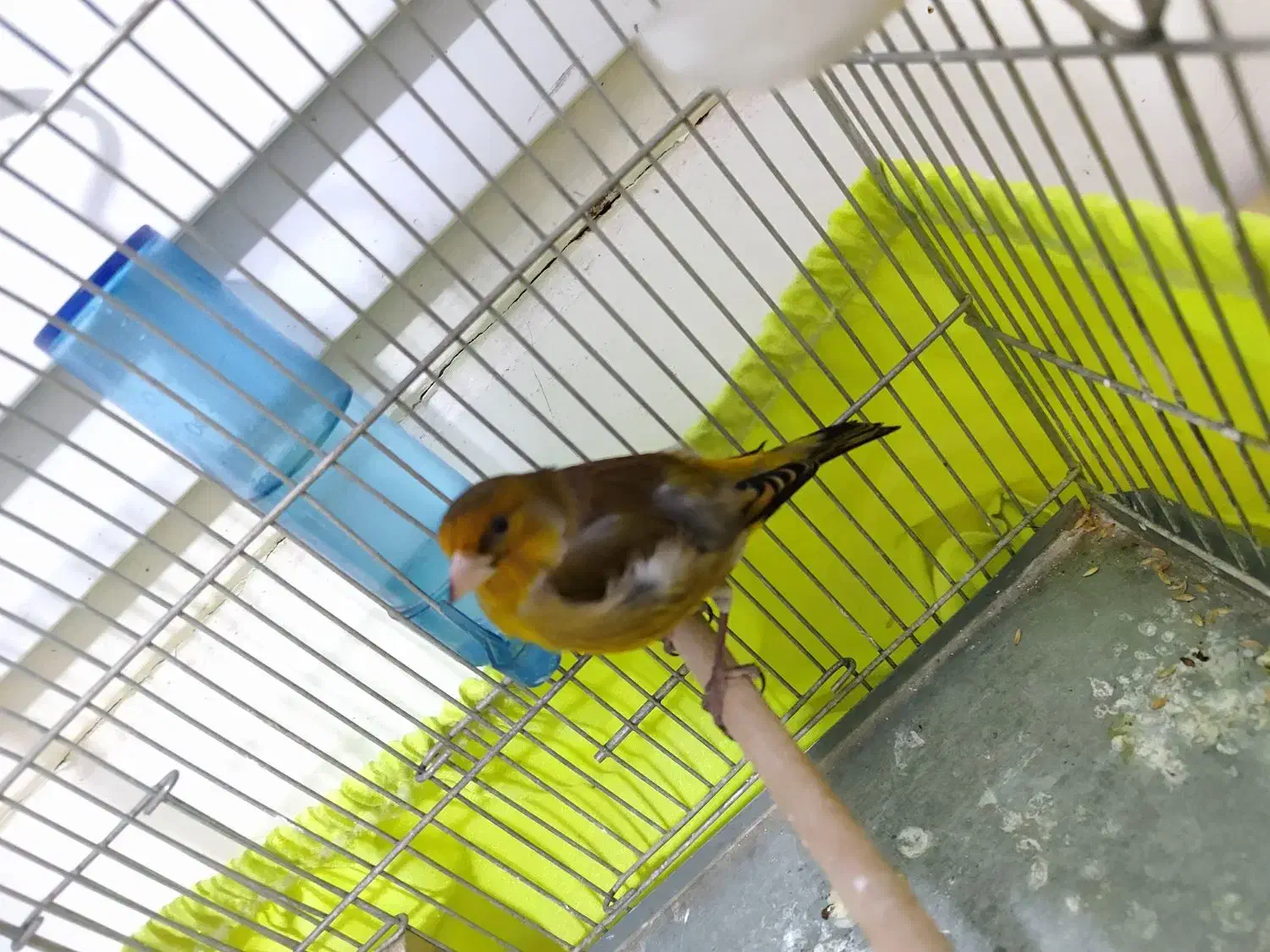 سره قناری دهندار|پرنده|ری, سیزده آبان|دیوار