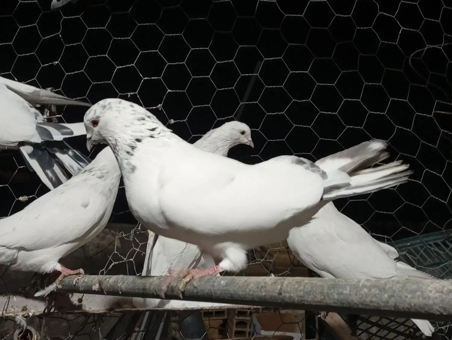 کفتر کبوتر|پرنده|مشگین شهر, |دیوار