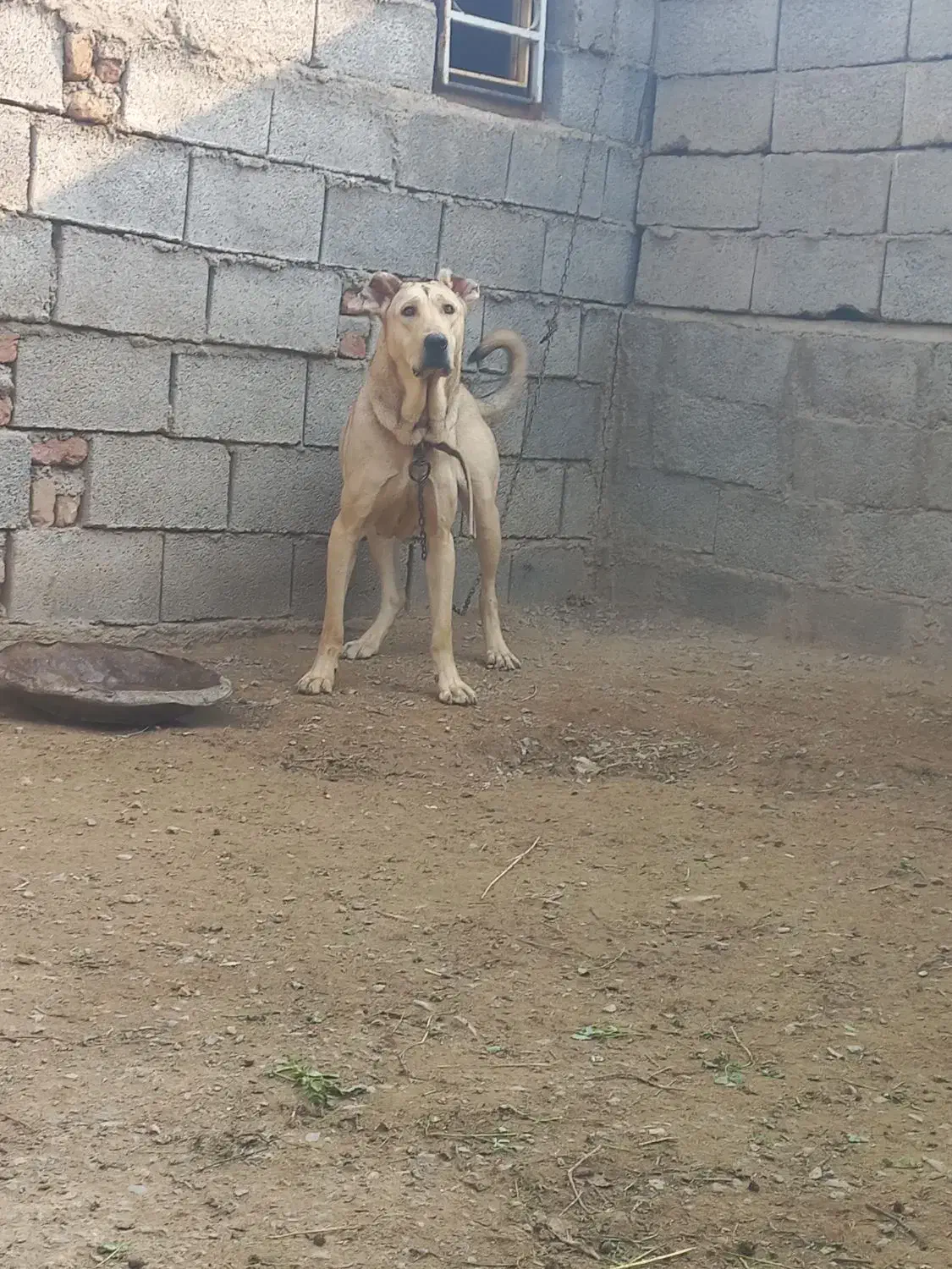 سگ ماده|سگ|بناب, |دیوار