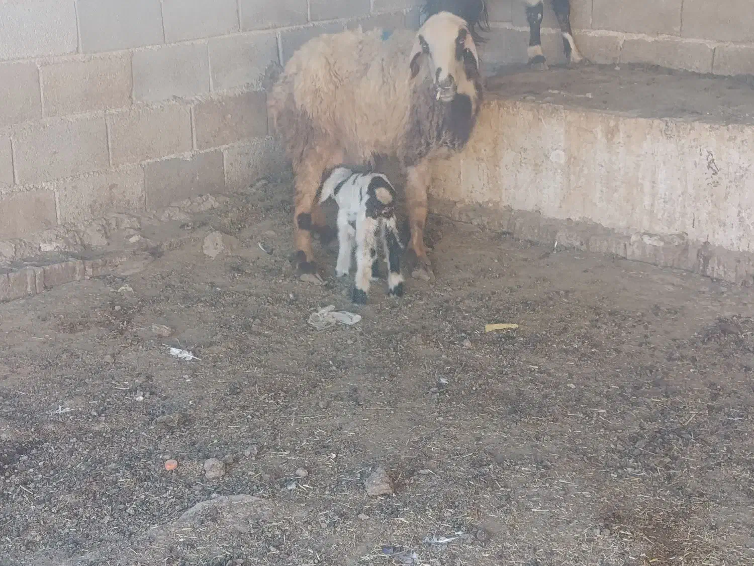 بره سبک ترکی و میش بره دار نر|حیوانات مزرعه|شیراز, بید زرد|دیوار