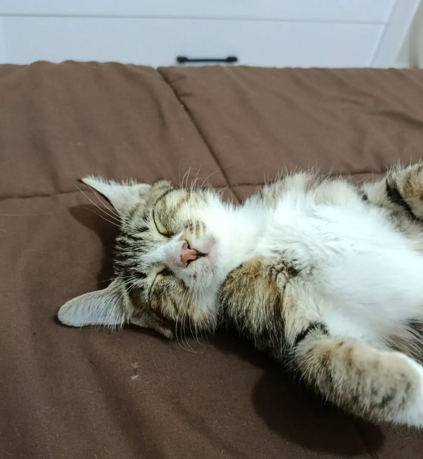 واگذاری گربه|گربه|مشهد, شهید آوینی|دیوار