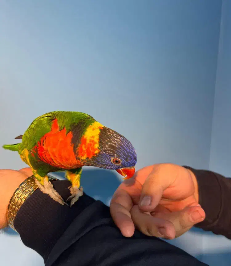 طوطی لوری کیت لری کیت|پرنده|چهاردانگه (تهران), |دیوار