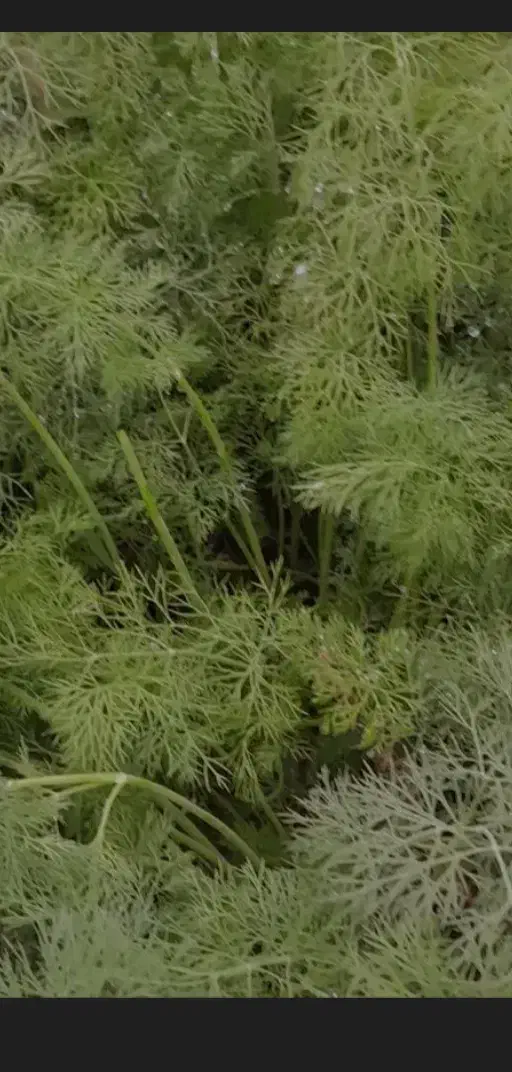 شوید رایگان صلواتی رایگان اسفناج هست|گل و گیاه طبیعی|علیآباد کتول, |دیوار