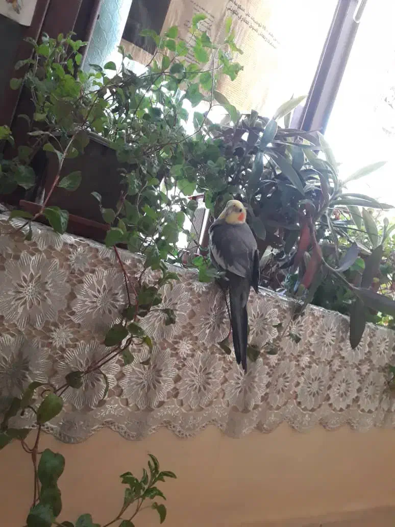 عروس هلندی|پرنده|کوه چنار, |دیوار