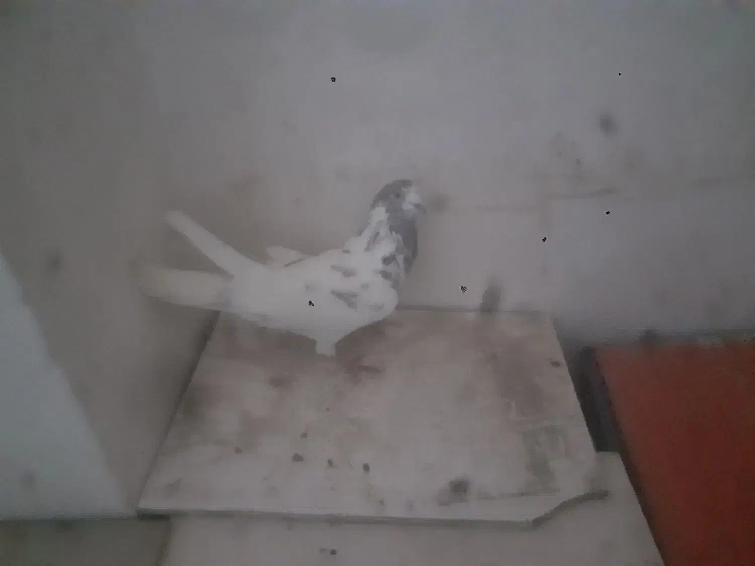 گبوتر|پرنده|اصفهان, ارغوانیه|دیوار