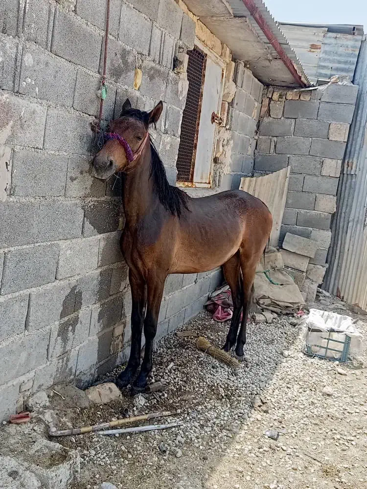 اسب نریون|اسب و تجهیزات اسبسواری|مرودشت, دولت آباد|دیوار