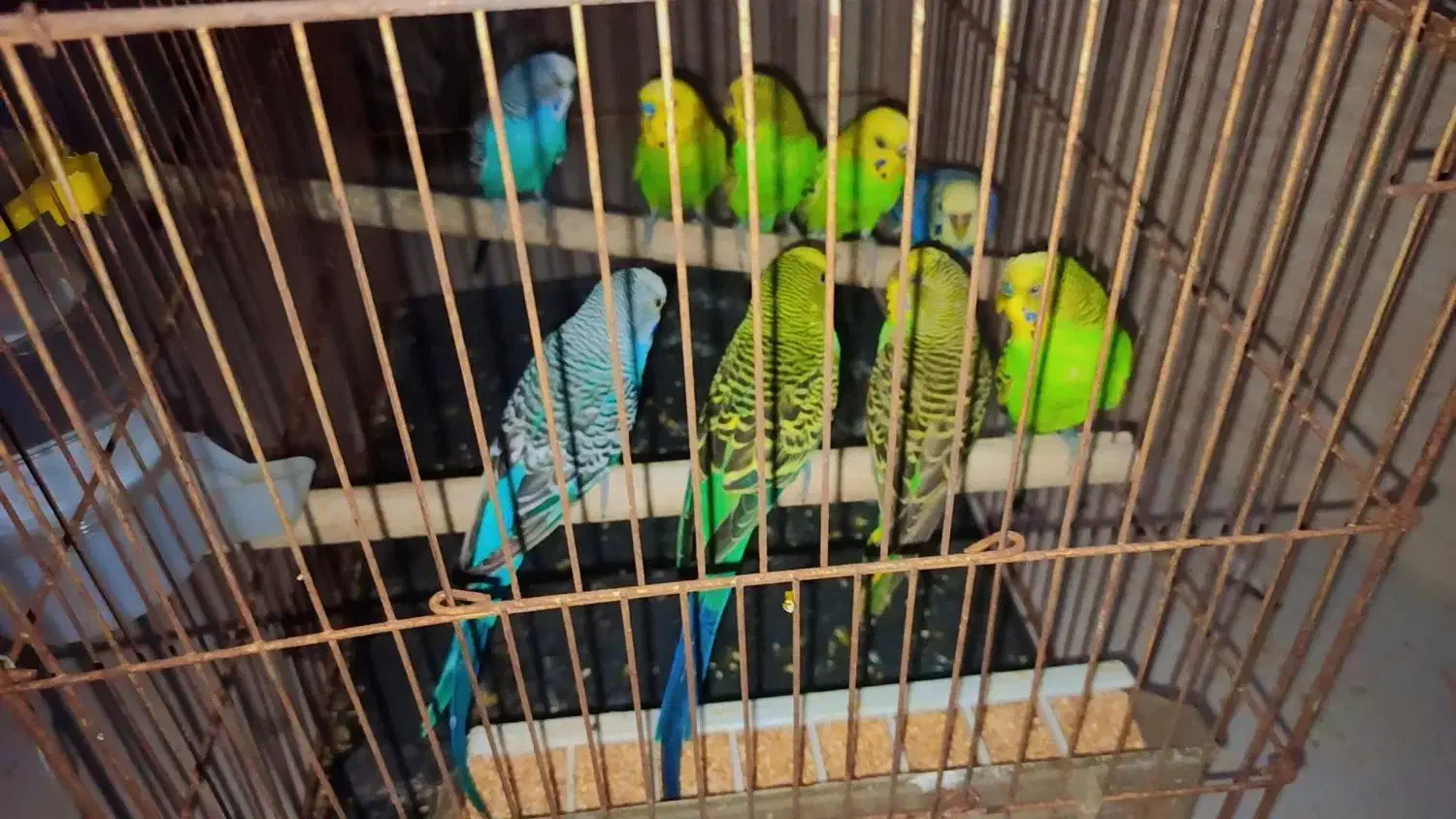 مرغ عشق|پرنده|شیراز, کرونی(خاتونک)|دیوار