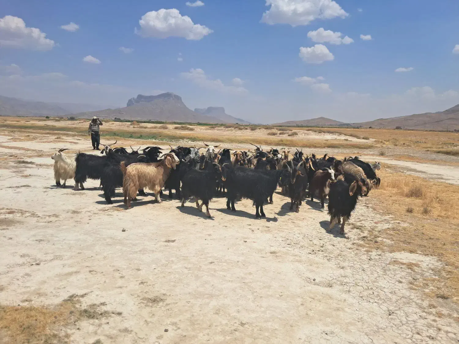 بز ترکی|حیوانات مزرعه|مرودشت, بهارستان|دیوار