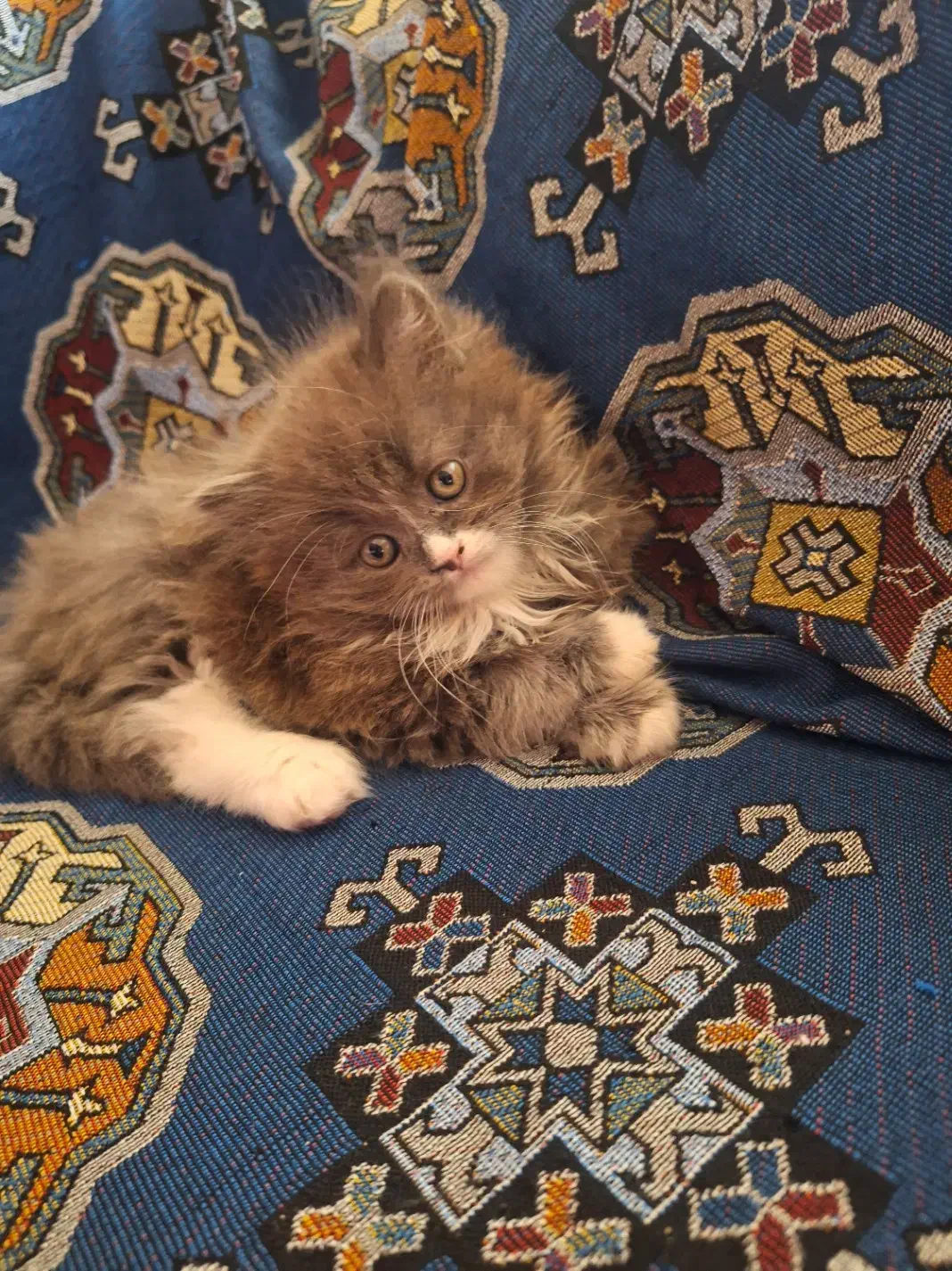 گربه پرشین نر|گربه|زنجان, |دیوار