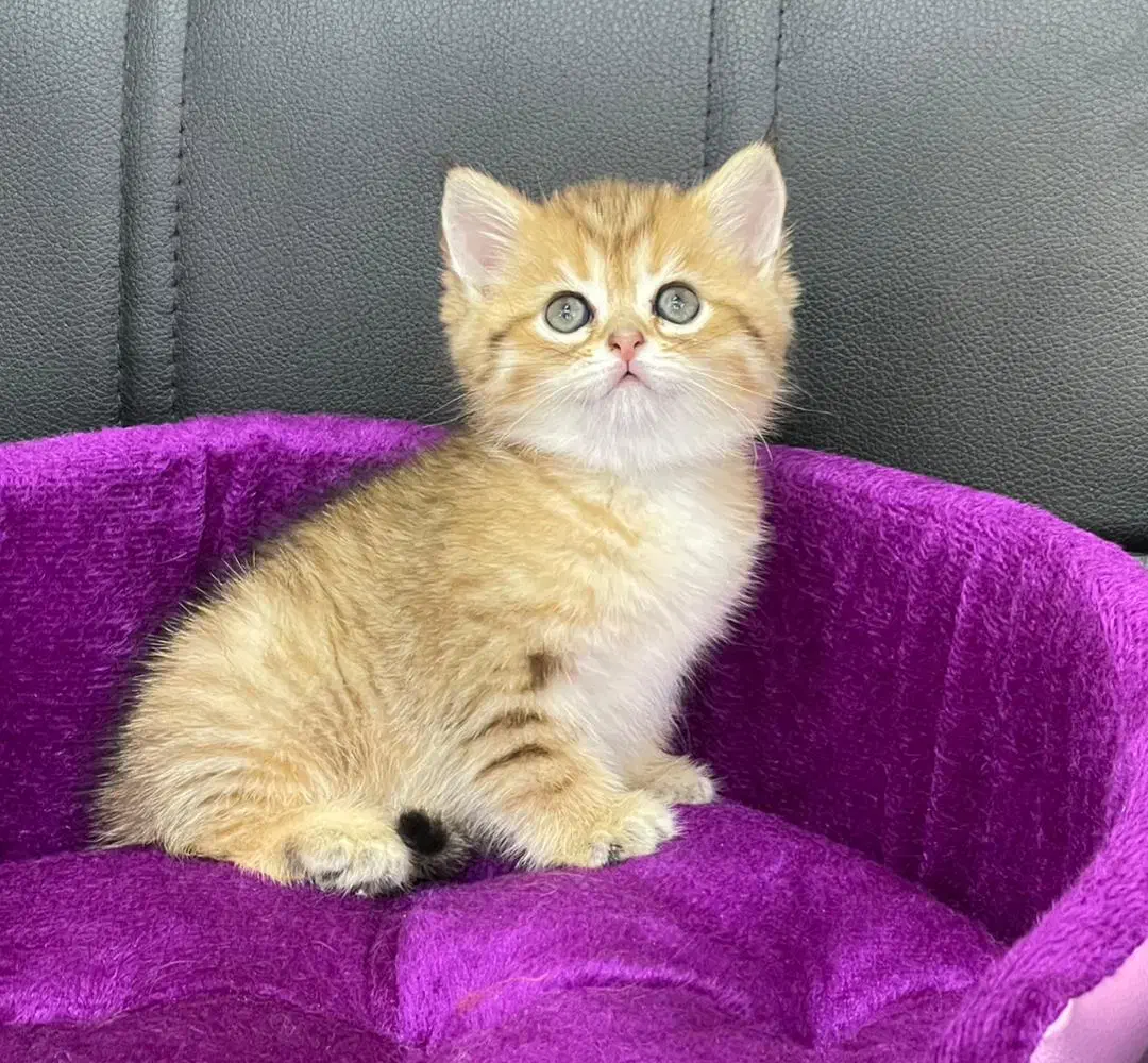 مجموعه گربه های اشرافی|گربه|تهران, پونک|دیوار