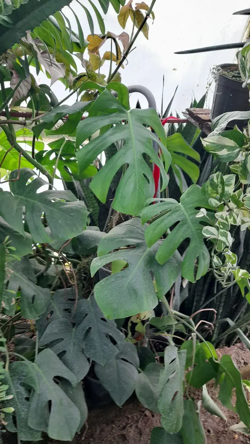 گل آپارتمانی|گل و گیاه طبیعی|تالش, طولارود|دیوار