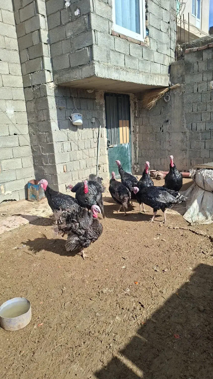 بوقلمون برنز|حیوانات مزرعه|سقز, |دیوار