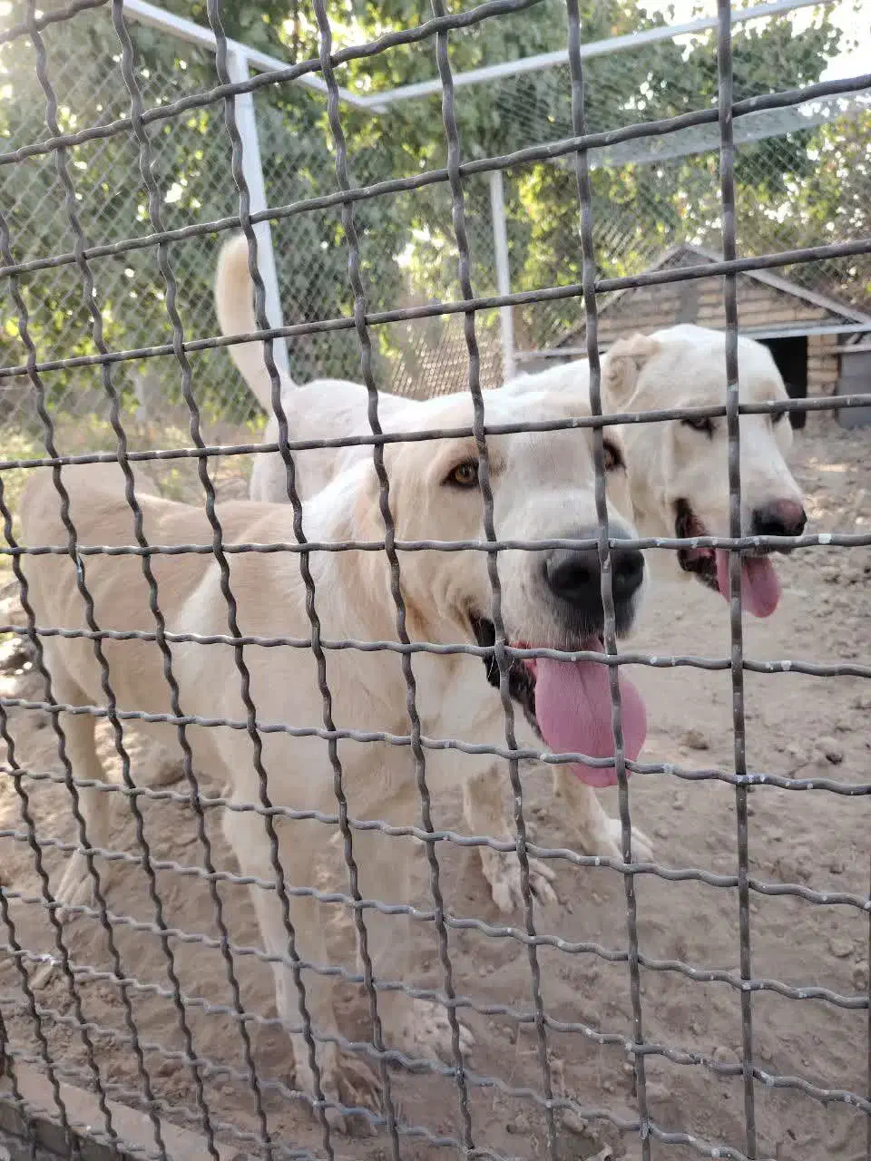 سگ گم شده|سگ|گلبهار, نوبهار|دیوار