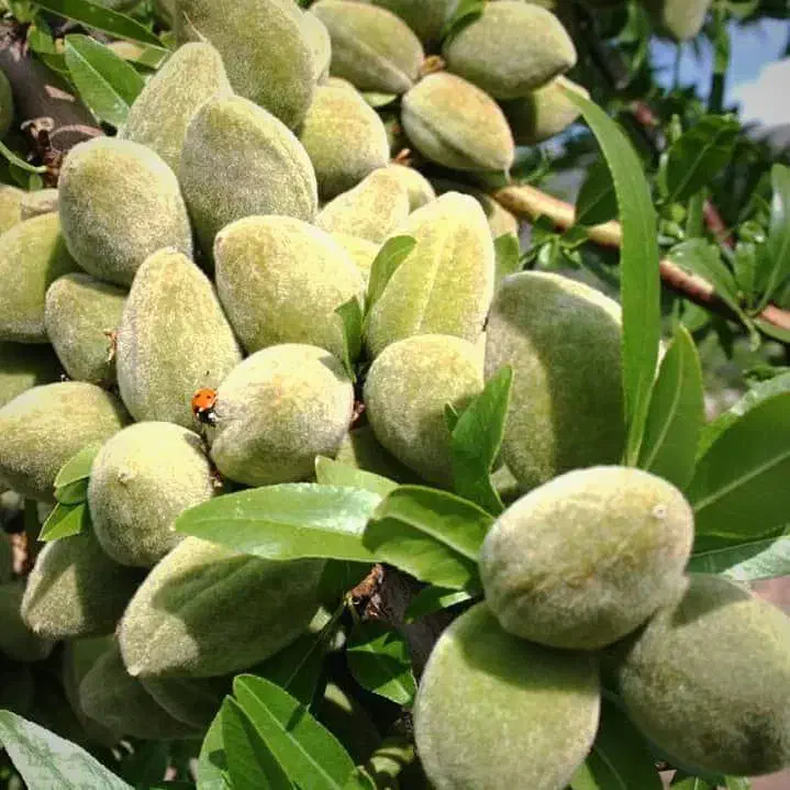 نهالستان پالیز دارای ارقام متنوع نهال های پربار|خدمات باغبانی و درختکاری|قره ضیاالدین, |دیوار