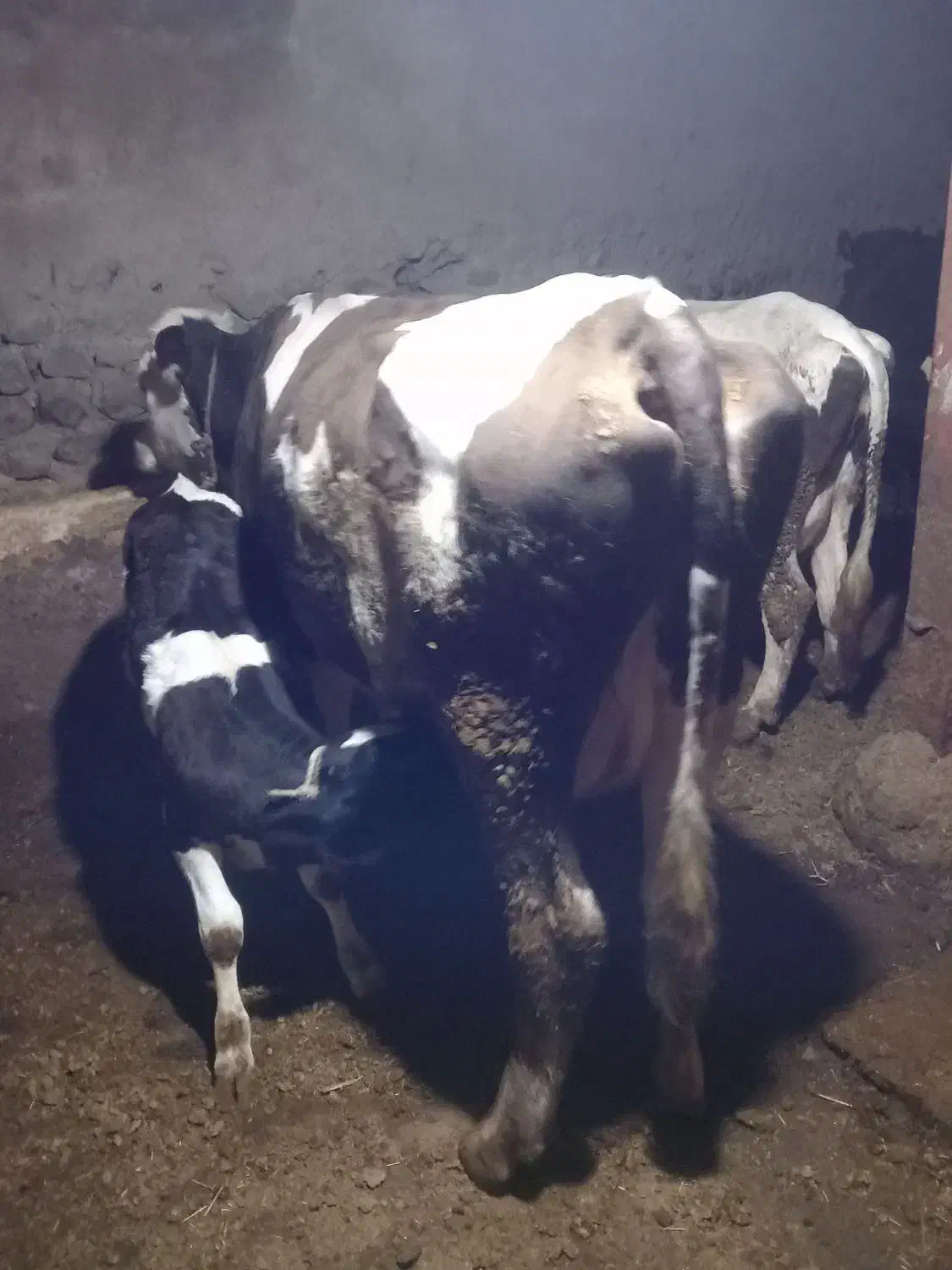 گاو گوساله|حیوانات مزرعه|هشترود, |دیوار