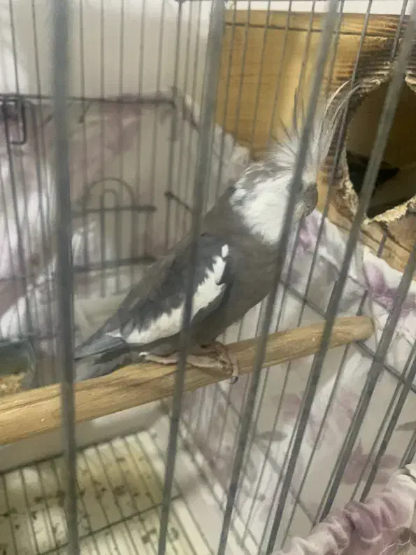 عروس هلندی|پرنده|بندر کنگان, |دیوار