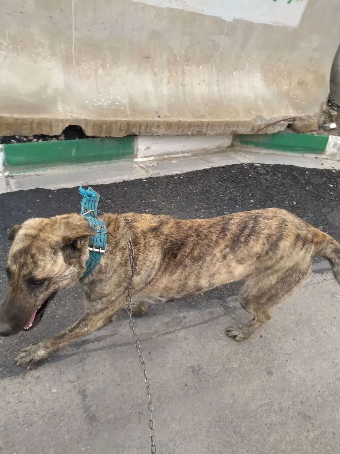 سلام دوستان این سگ گمشده|حیوانات|شاندیز, |دیوار