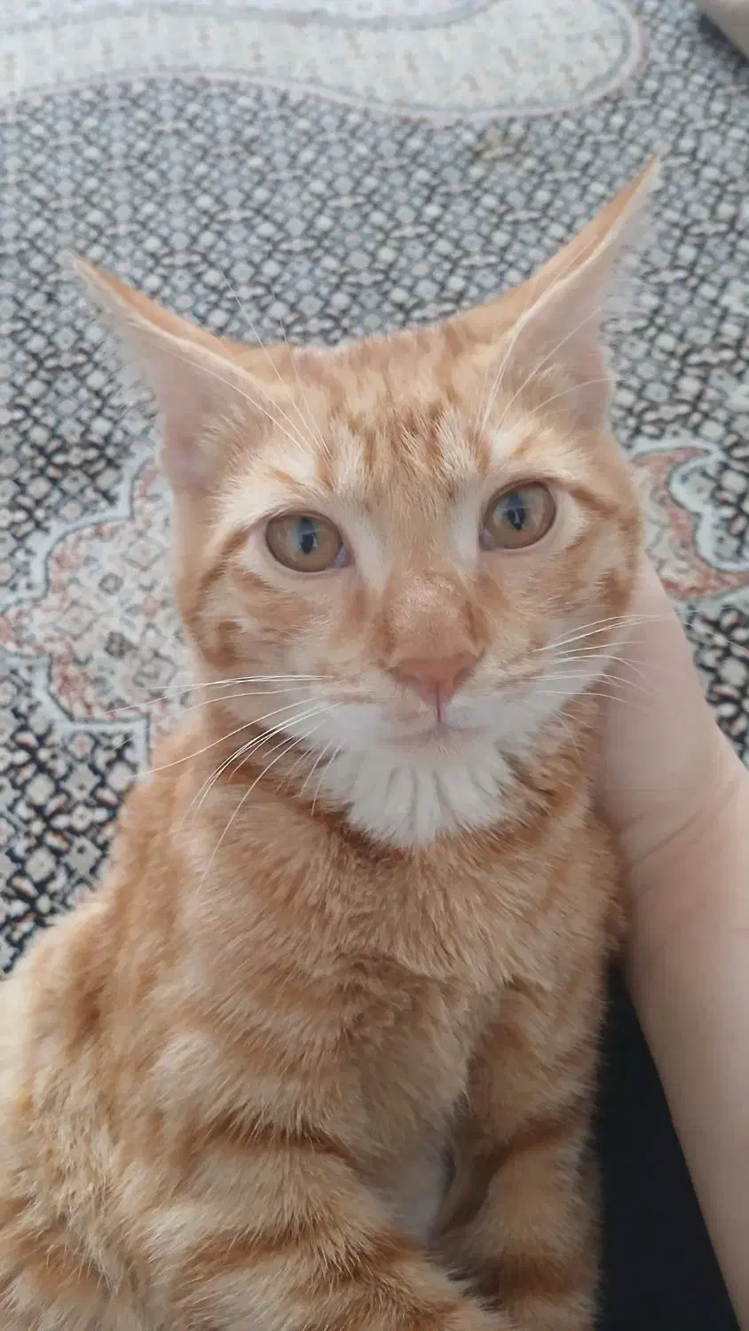 گربه نرشش ماه|گربه|همدان, |دیوار