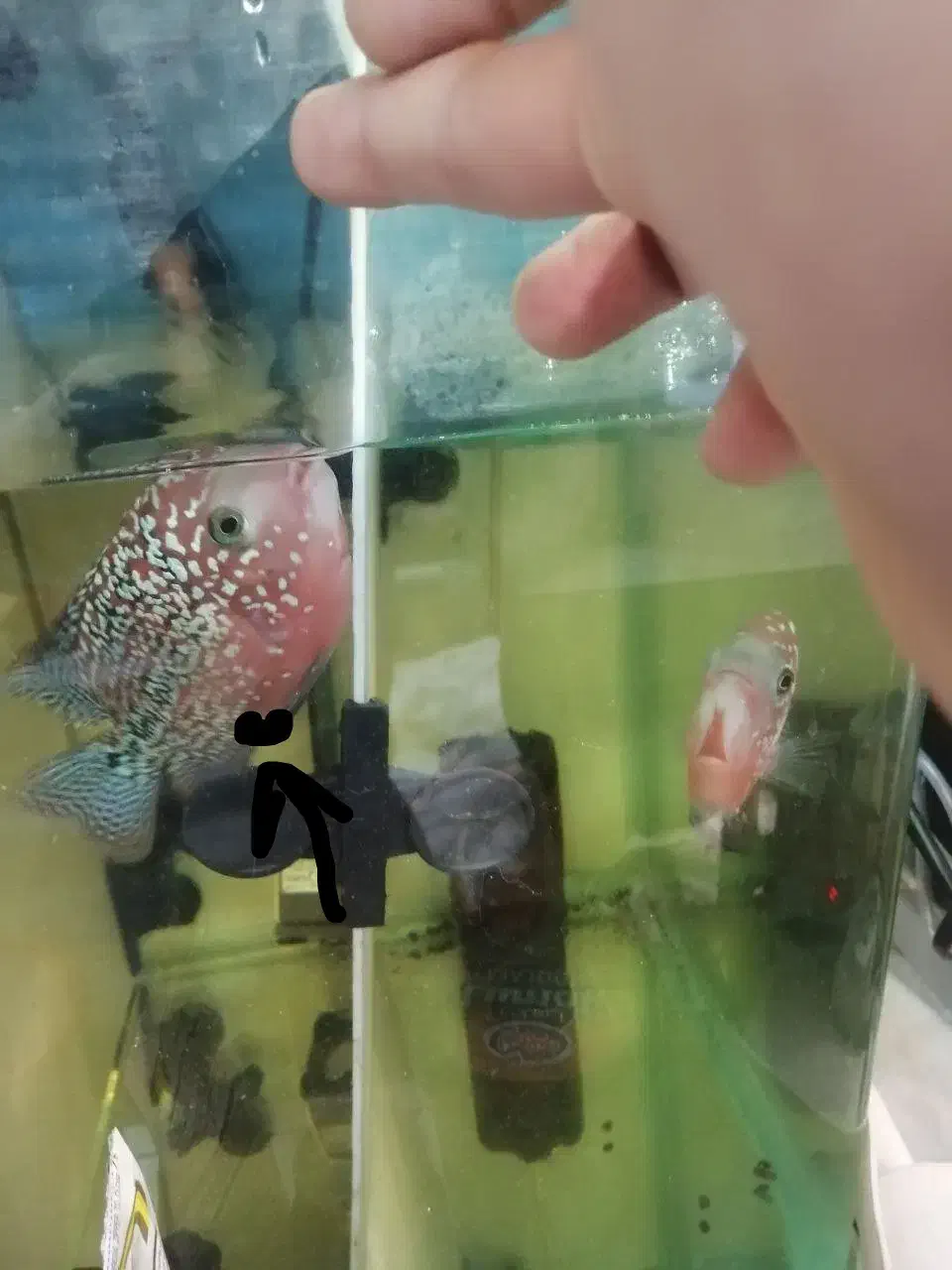 فلاور وارداتی کامفا و رد دراگون بیگ هد|ماهی|تهران, مولوی|دیوار