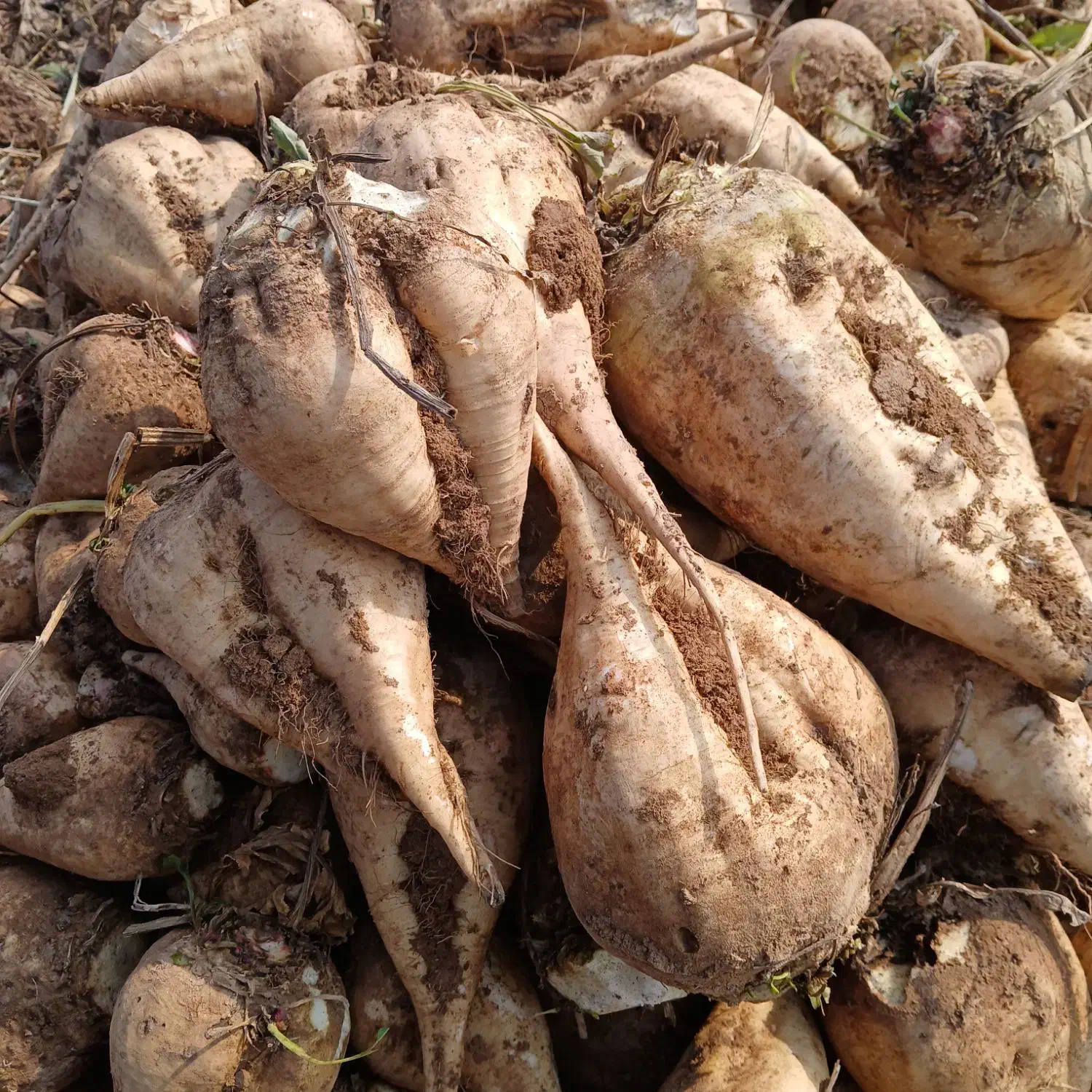 چغندرقند|عمده‌فروشی|دشتابی, |دیوار