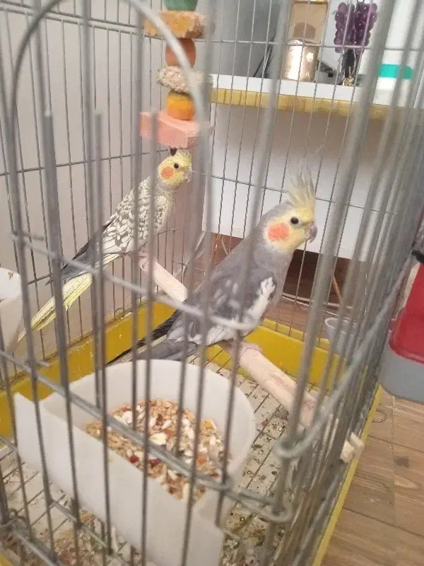 یکه جفت عرس هلندی نرو ماده|پرنده|قرچک, محمد آباد|دیوار