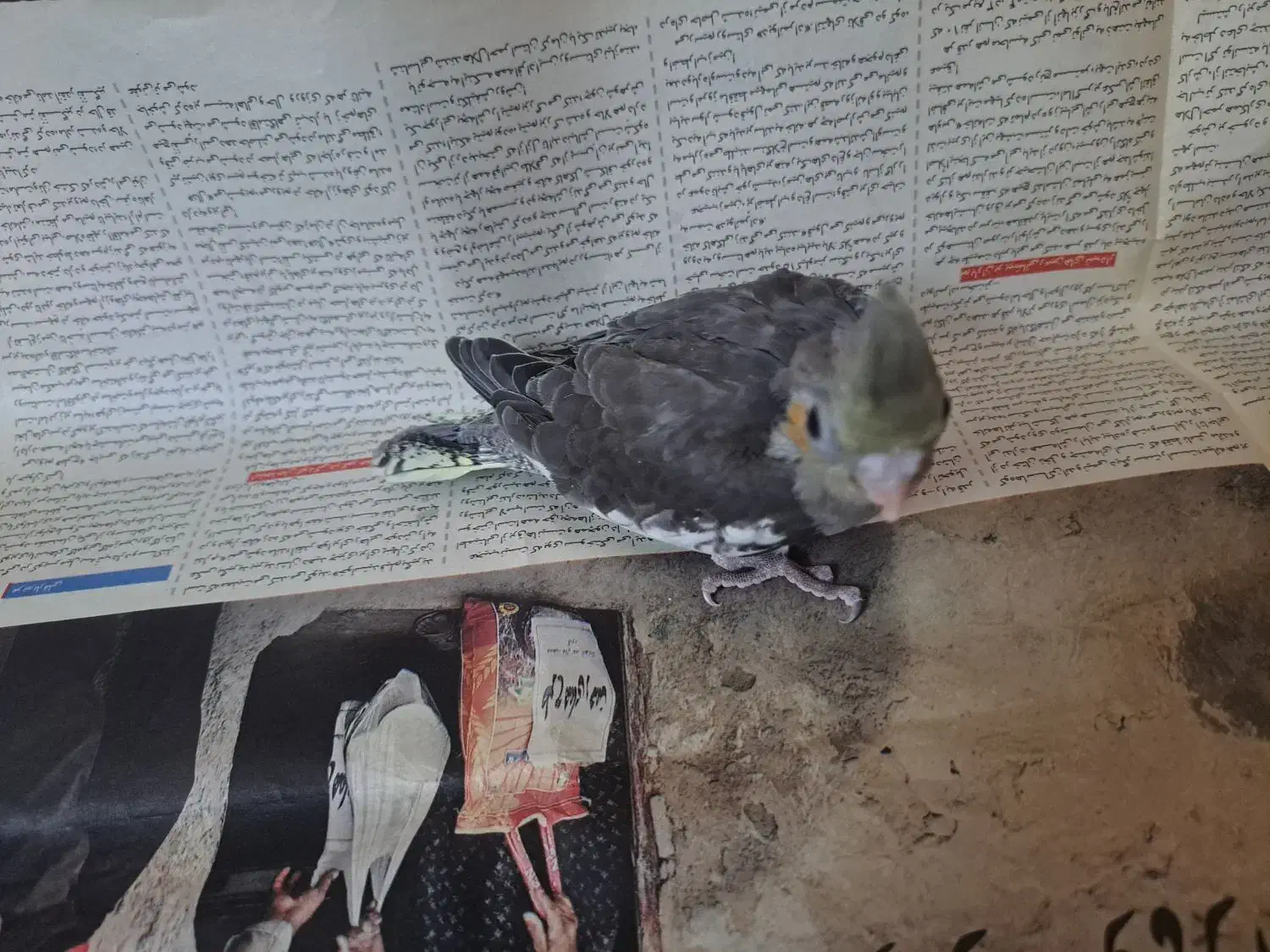 عروس هلندی|پرنده|کاشمر, |دیوار