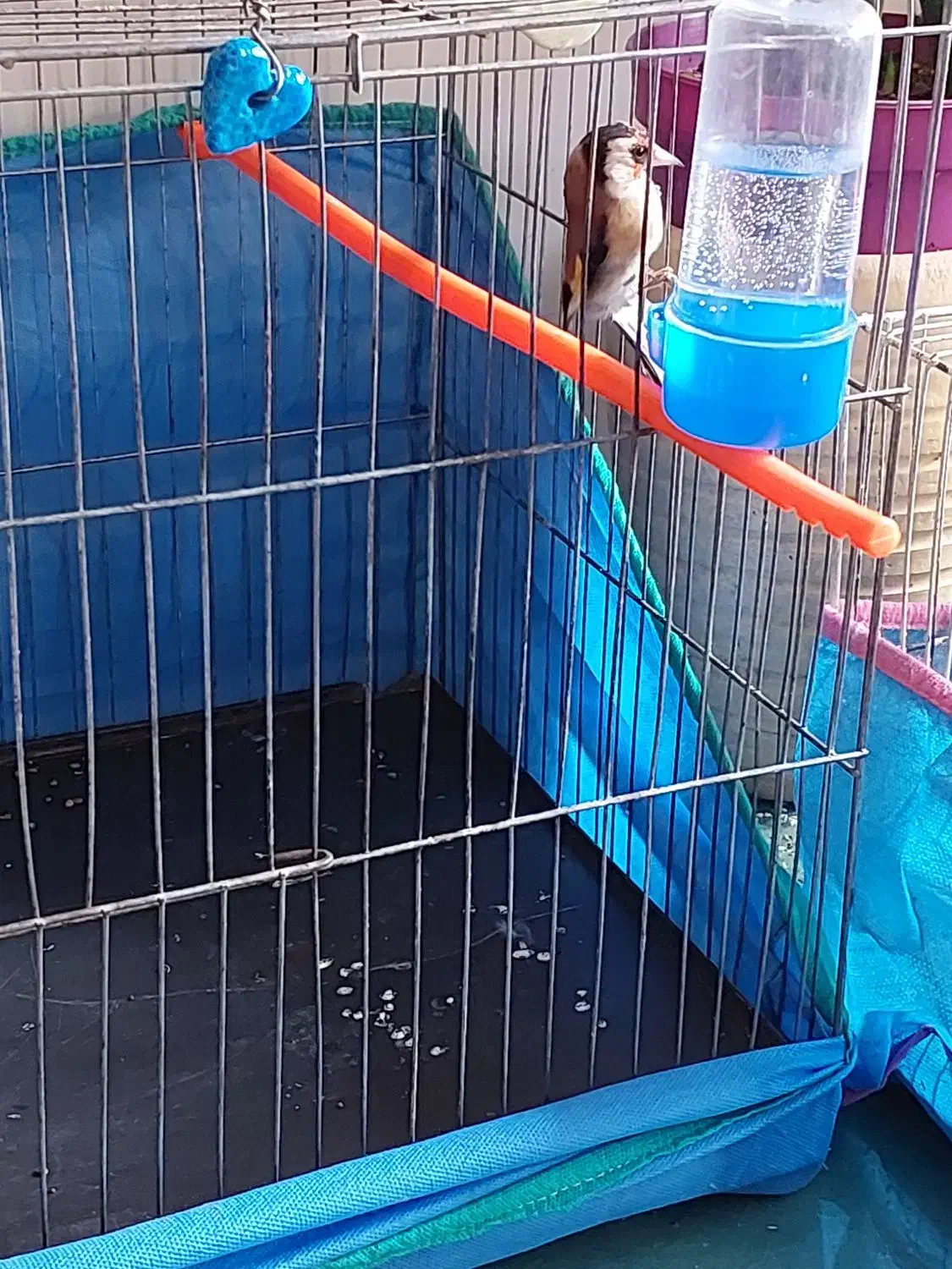 سهره طلایی|پرنده|قزوین, |دیوار