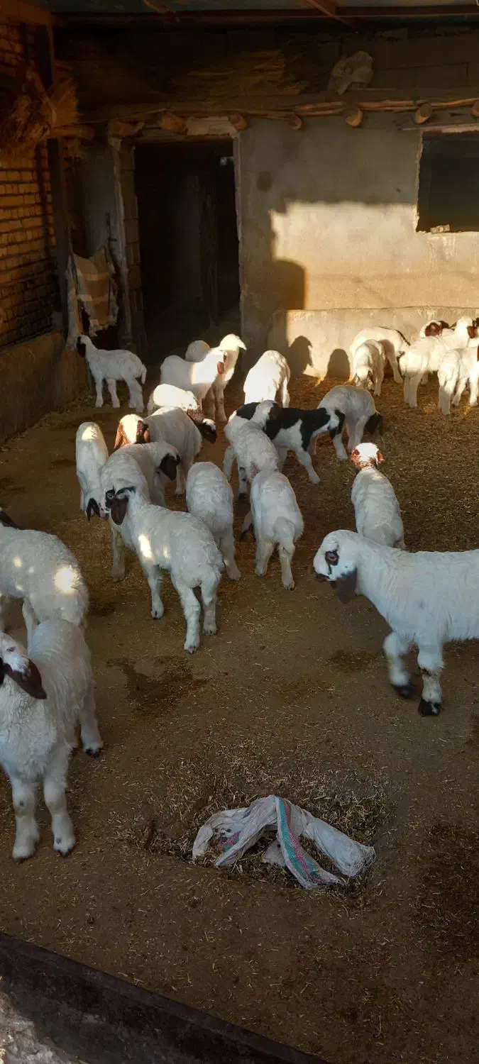 میش و بره گوسفند|حیوانات مزرعه|ماهیدشت, |دیوار