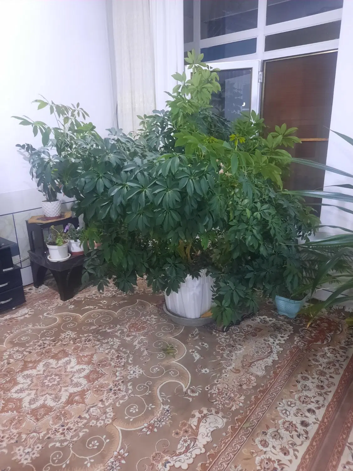 گل شفلرا|گل و گیاه طبیعی|رامشه, |دیوار