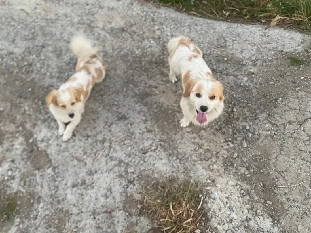 سگ خانگی|سگ|ماکو, |دیوار