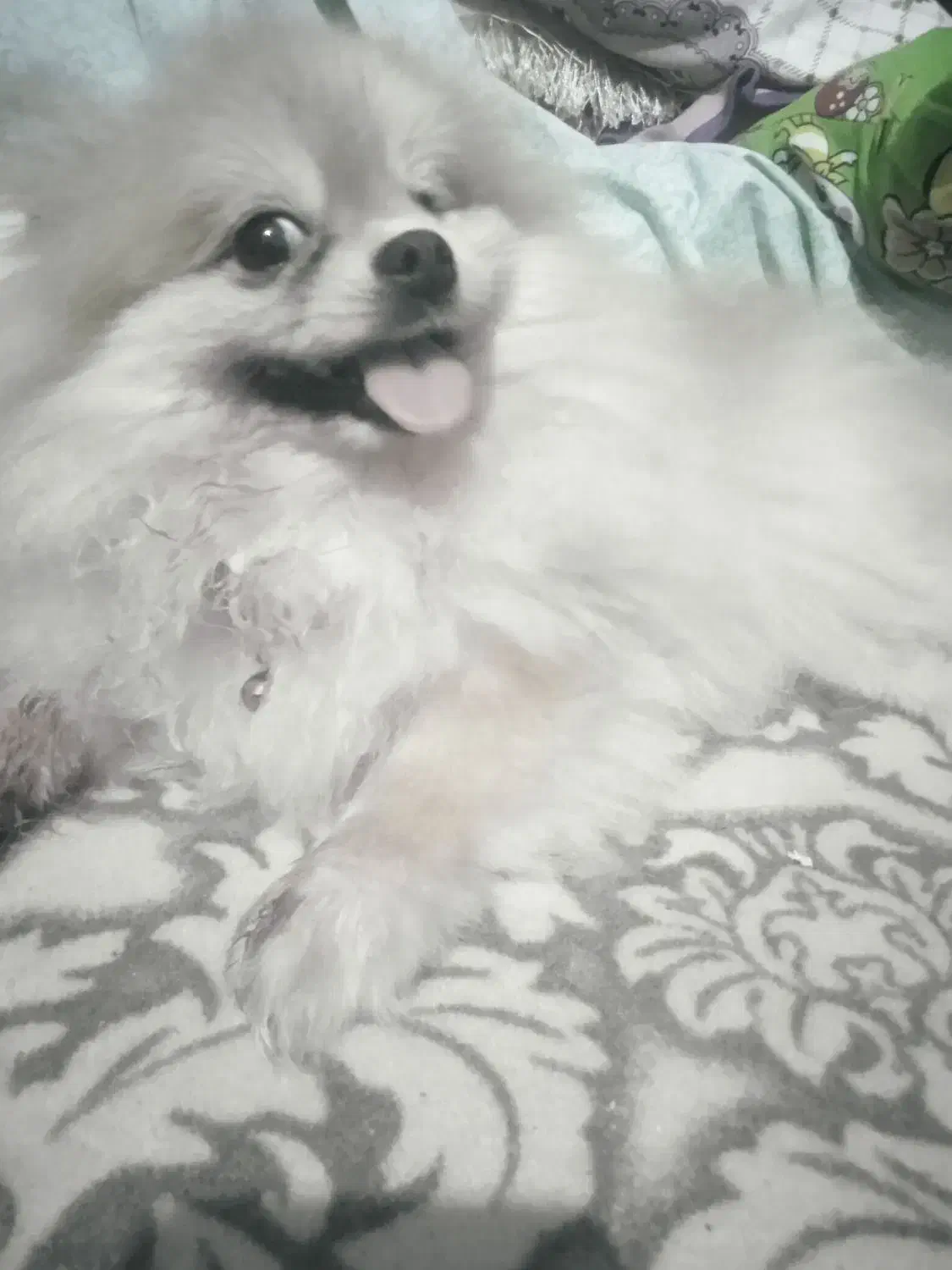 پامرین عروسکی بسیار زیبا|سگ|رشت, کوی حسینی|دیوار