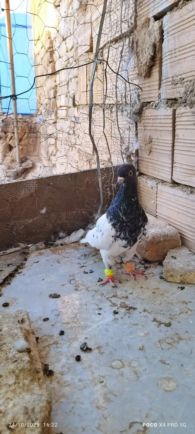 کفتر کله نرماده|پرنده|کاشمر, |دیوار