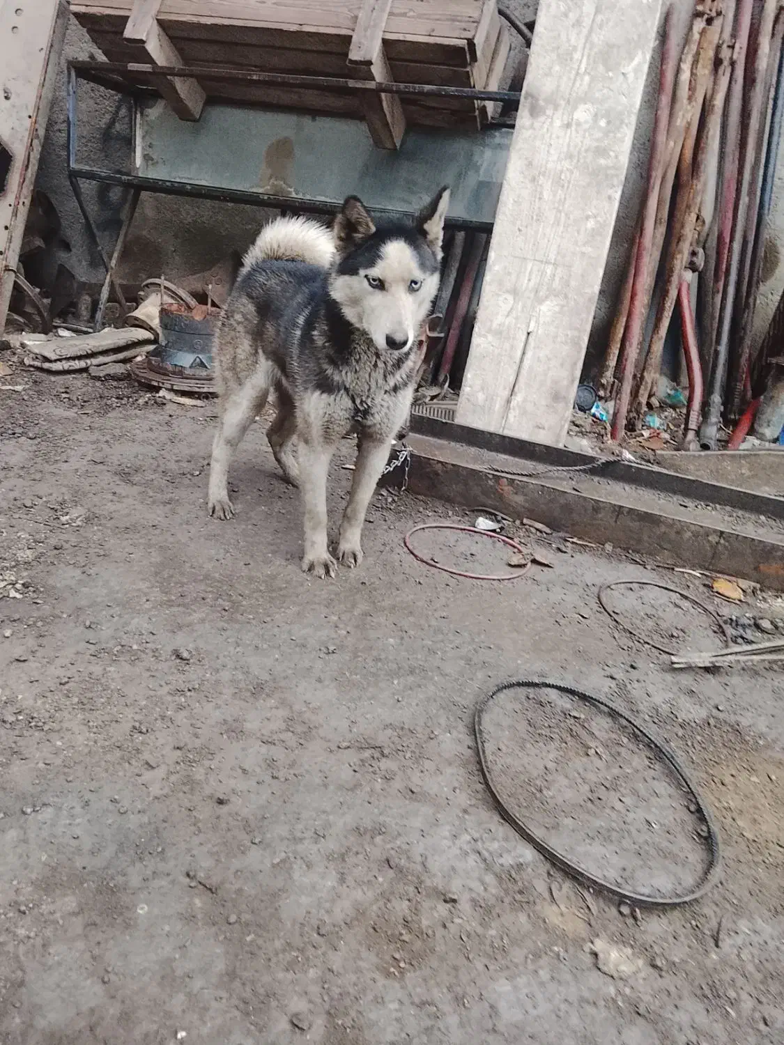 هاسکی|سگ|اردبیل, |دیوار