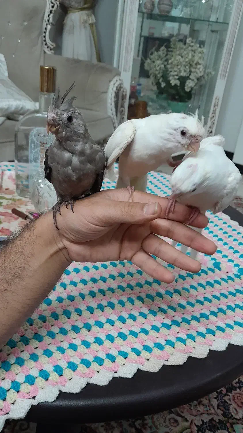 عروس هلندی البینو.|پرنده|فولادشهر, فولادشهر|دیوار