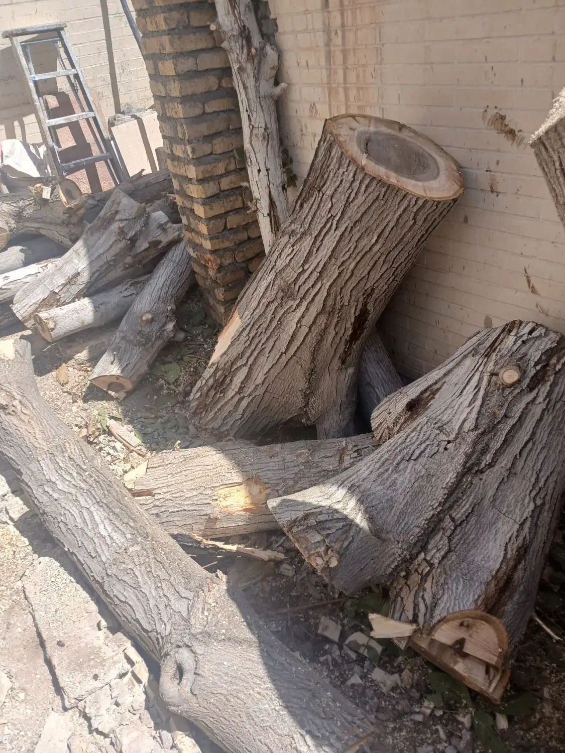 هرس کاری چوب بری تنگ چنار ارنان،گاریز مهریز،سخود|خدمات باغبانی و درختکاری|یزد, |دیوار