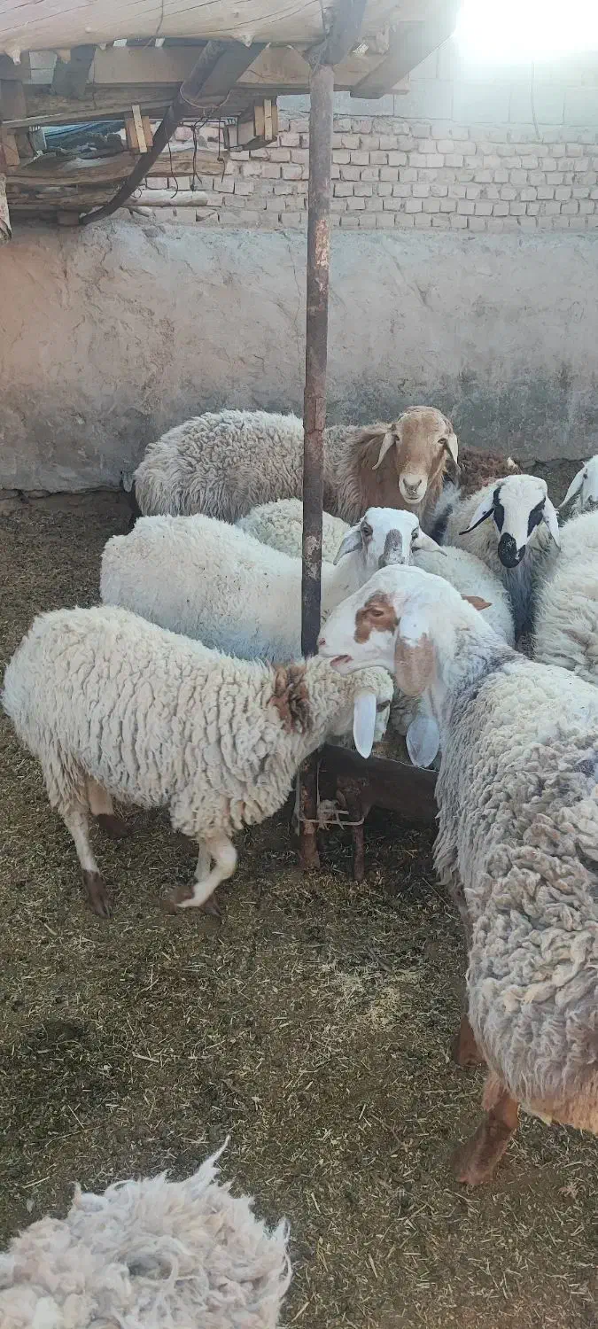 قوچ چینی چاق مناسب کشتار|حیوانات مزرعه|جلگه ماژان, |دیوار