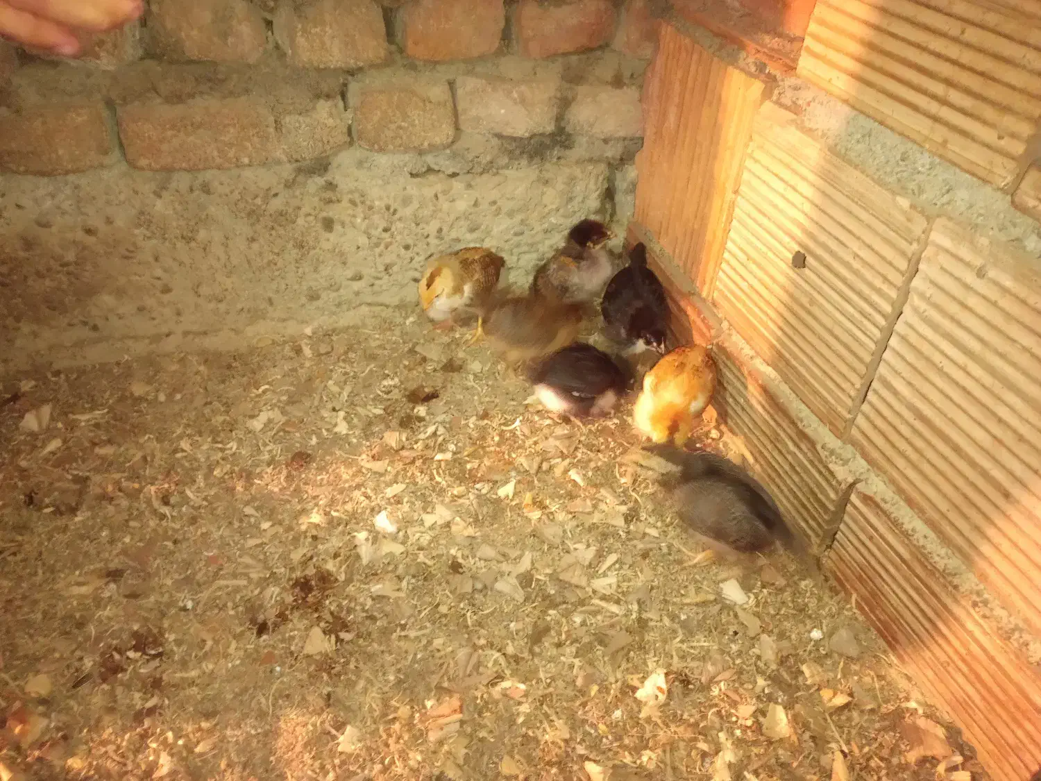 جوجه محلی کرچ شو|حیوانات مزرعه|بندر ترکمن, |دیوار