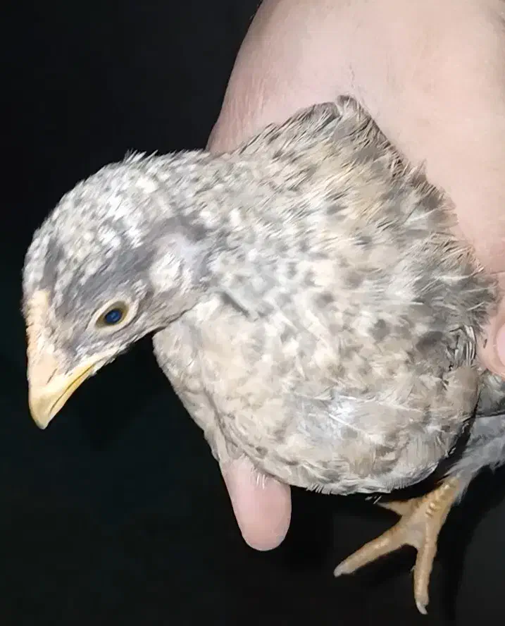 جوجه مرغ سیاه|حیوانات مزرعه|پاکدشت, پاکدشت (مامازند)|دیوار