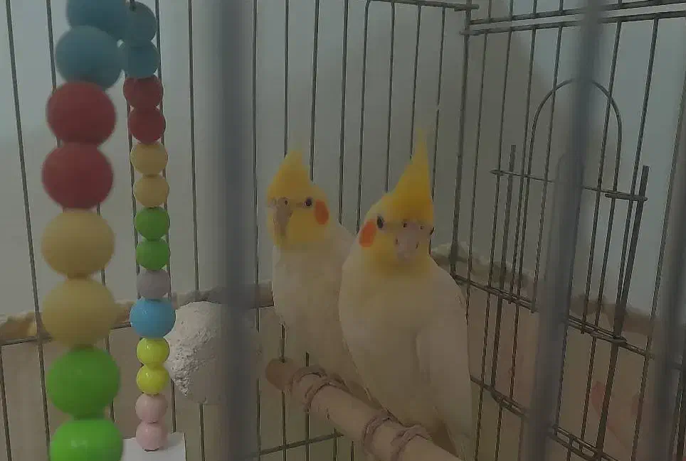 عروس هلندی|پرنده|اصفهان, ملکشهر|دیوار