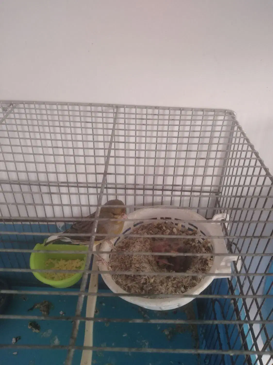 قناری سبز چمنی نر و ماده با دو تا جوجه|پرنده|کرج, کوی امامیه|دیوار