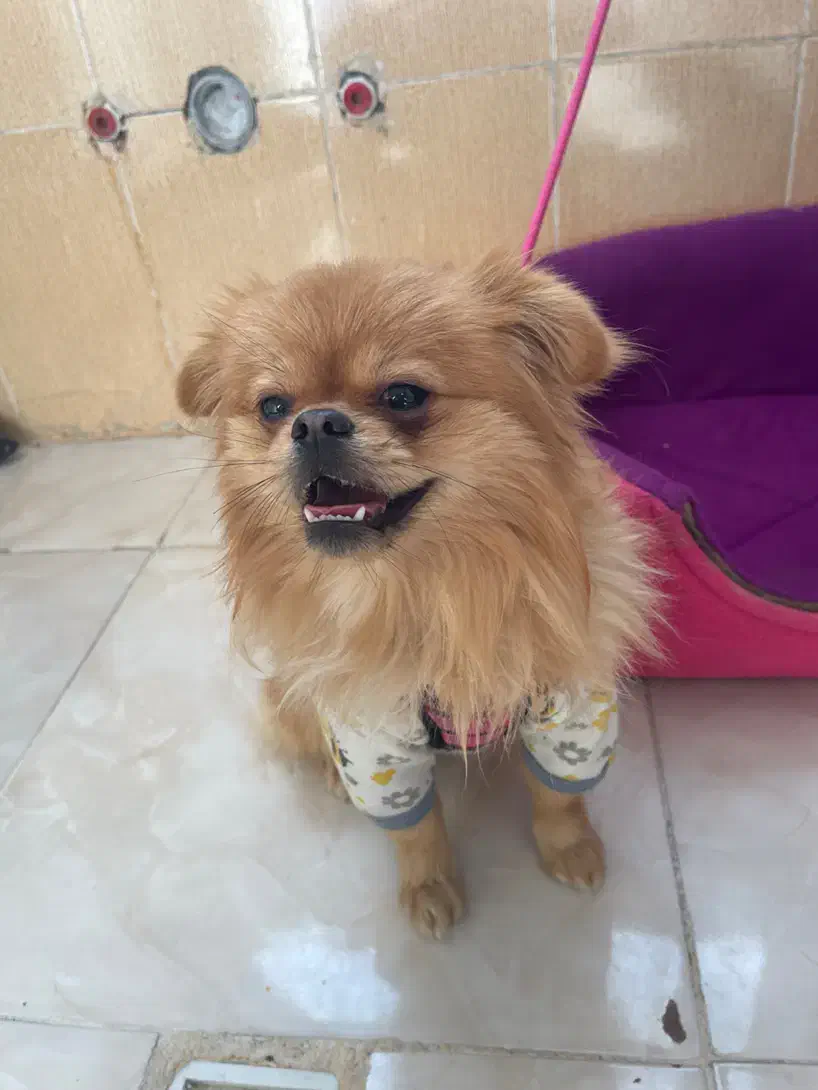 پامرین پیکنز|سگ|رباطکریم, رباطکریم|دیوار