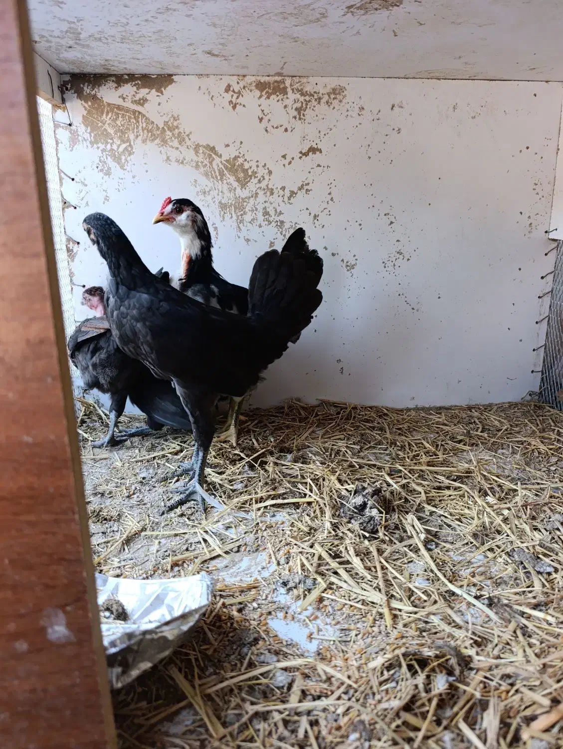 جوجه مرغ و خروس|حیوانات مزرعه|بندرعباس, |دیوار