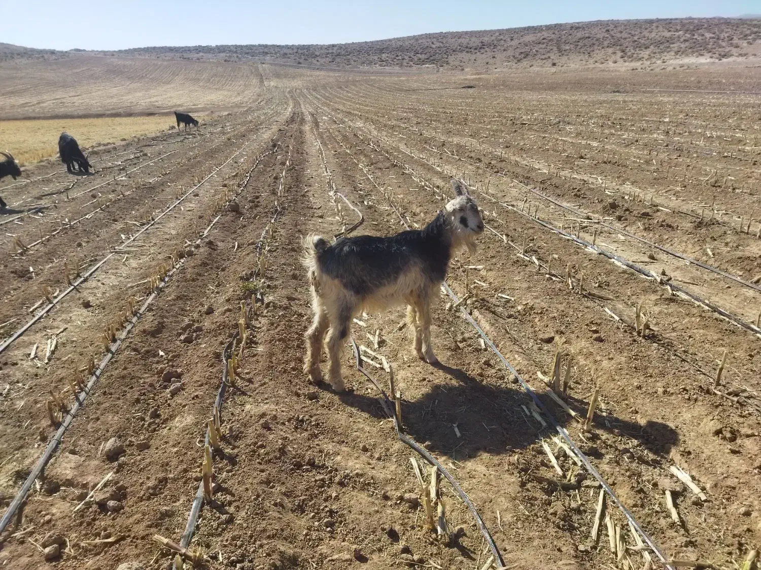 بز تیشتر|حیوانات مزرعه|بانش, |دیوار