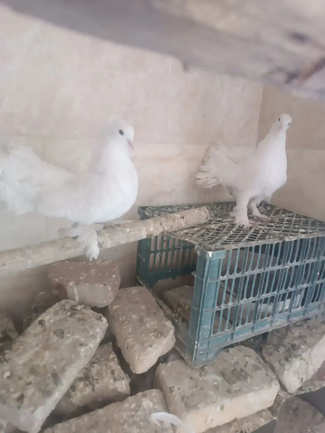 کبوتر دم چتری|پرنده|کبودرآهنگ, |دیوار