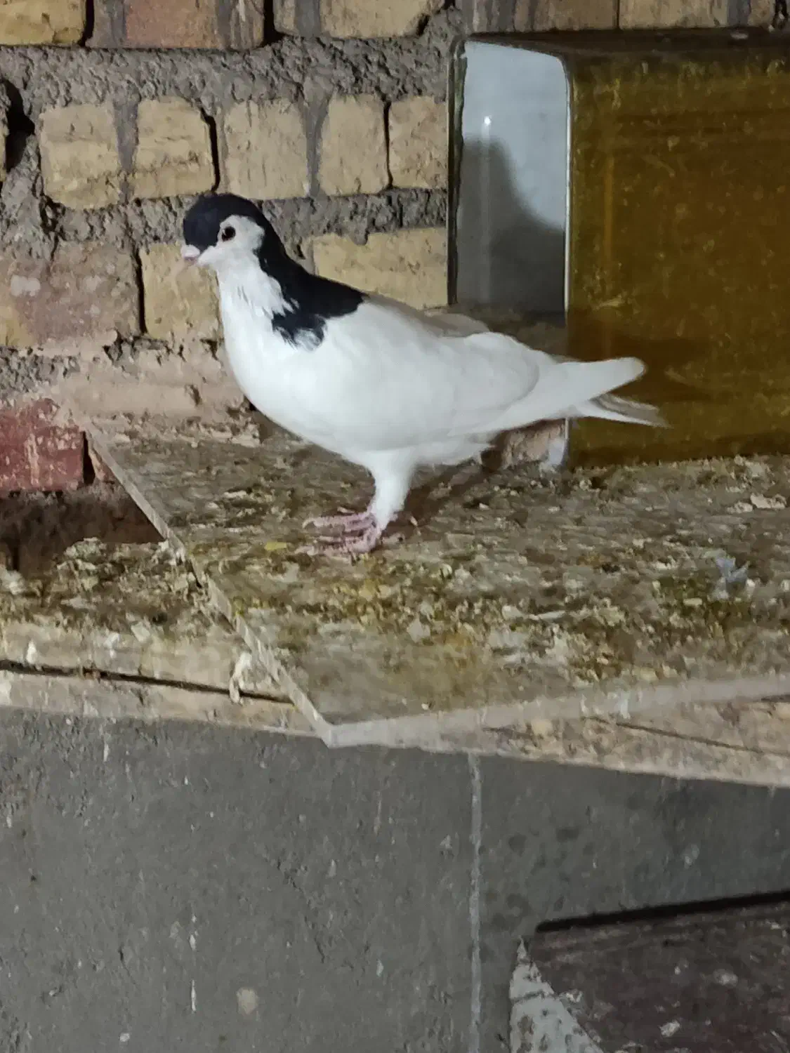 یال سیاه|پرنده|مهریز, |دیوار