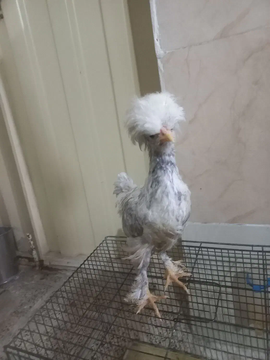 مرغلهستانی|حیوانات مزرعه|نسیمشهر, |دیوار