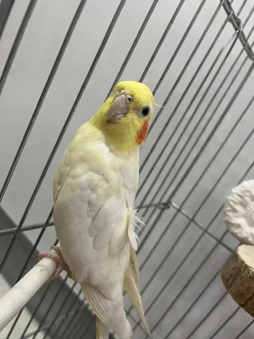 عروس هلندی|پرنده|کرج, شهرک فهمیده|دیوار